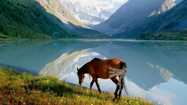 Horse mountain lake walk-Grassland animal HD Wallpaper Wallpaper 2560x1600[10wallpaper.com]